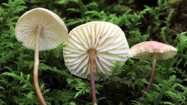 Биологи: грибы немало потрудились для придания жизни на Земле современного вида