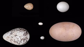 Разнообразие форм птичьих яиц диктует физика полёта