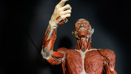 Роботы-гуманоиды будут "разнашивать" человеческие ткани перед трансплантацией