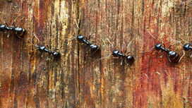 Дорожный разбой: жуки обирают муравьёв, несущих пропитание сородичам