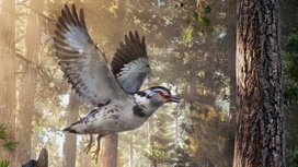 "Эксперимент эволюции": в Китае найдены останки необычной птицы возрастом 127 миллионов лет