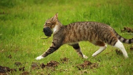 Охота заканчивается успешно в том случае, если кошка голодна и не имеет более доступной пищи, а жертва не ожидает нападения. 