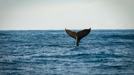 Древнейший усатый кит оказался исключением из всех правил