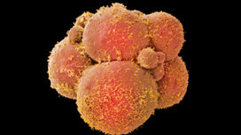 Новейшее исследование о редактировании генома эмбрионов вызвало этические споры