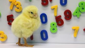 Цыплята показали почти человеческую способность к счёту