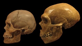 Роман длиною в 30 тысяч лет: неандертальцы скрещивались с сапиенсами намного чаще, чем считалось