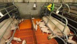Голландский фермер кормит свиней бактериями