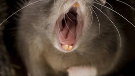 "Кровожадный и с инстинктом убийцы": в Нью-Йорке открыта вакансия уничтожителя крыс