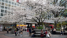 В период цветения сакуры непогода отправила токийцев по домам