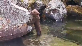 Знакомство с водой испуганного медвежонка попало на видео
