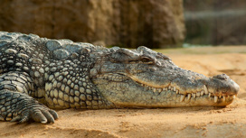 Под Ростовом не могут найти сбежавшего из частного дома крокодила
