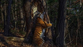 Снимок приморского тигра победил в конкурсе на лучшую в мире фотографию дикой природы