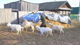 При встрече лапу подает: пенсионерка из Татарстана дрессирует коз