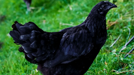 Мошенники угрожают новосибирцам проклятием "черной курицы"
