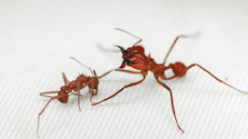 Удивительная броня делает муравьёв-огородников непобедимыми