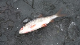 В реке Пугачевка на Сахалине погибла рыба