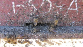 Пчёлы защищаются от шершней с помощью кала животных