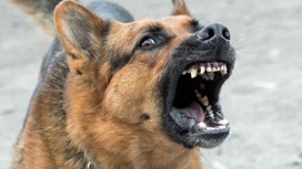 Астраханские власти просят изменить закон "Об ответственном обращении с животными"