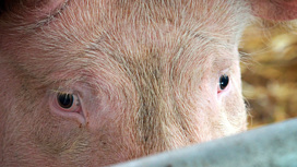 В Красноярском крае вспышка африканской чумы свиней