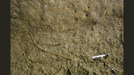 Окаменелые остатки норы древнего хищника. S – её начало, E – конец. Масштабная линейка – 10 сантиметров.