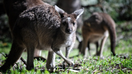 Кенгуру стали настоящей угрозой для растительного покрова некоторых регионов Австралии.