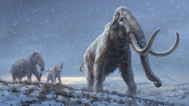 Миллион лет: из останков мамонта извлекли древнейший в мире образец ДНК