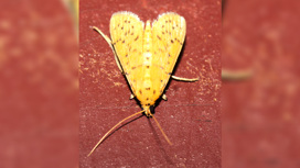 Моль вида Conogethes punctiferalis.