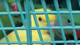"Свободу попугаям!": в Ростовской области у водителя изъяли 19 редких птиц