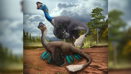 Обнаружены первые останки динозавра, сидевшего на яйцах