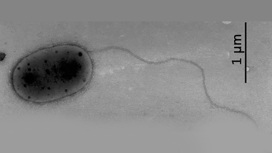 Methylobacterium jeotgali, принадлежащая к тому же семейству, что и бактерии, найденные на борту МКС.