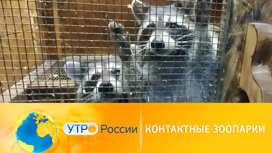 Контактные зоопарки: остановить жестокость