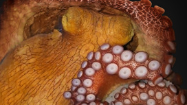Удивительное свойство мозга обнаружили у осьминогов