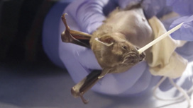 Смертельно опасный для людей вирус нашли у летучих мышей в Индии