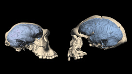 Реконструкция мозга "человека из Дманиси" (слева) и Homo erectus из Индонезии (справа).