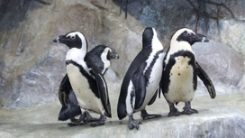 Всемирный день пингвинов