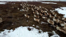 На Ямале начался перегон оленей на летние пастбища