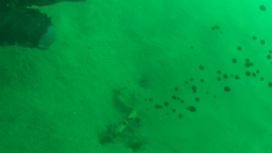 Водолазы нашли место утечки нефтепродуктов на дне Черного моря. Видео