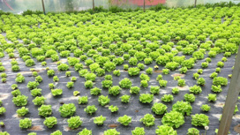 Здоровый урожай листового салата, полученный после процедуры биодезинсекции.