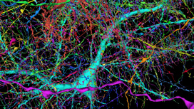 Цветное изображение 4 000 аксонов, передающих нервные импульсы одному нейрону.