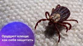 смотреть бесплатно уральские пельмени мясников укусил клещ. Смотреть фото смотреть бесплатно уральские пельмени мясников укусил клещ. Смотреть картинку смотреть бесплатно уральские пельмени мясников укусил клещ. Картинка про смотреть бесплатно уральские пельмени мясников укусил клещ. Фото смотреть бесплатно уральские пельмени мясников укусил клещ смотреть бесплатно уральские пельмени мясников укусил клещ. Смотреть фото смотреть бесплатно уральские пельмени мясников укусил клещ. Смотреть картинку смотреть бесплатно уральские пельмени мясников укусил клещ. Картинка про смотреть бесплатно уральские пельмени мясников укусил клещ. Фото смотреть бесплатно уральские пельмени мясников укусил клещ