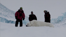 Завершилась экспедиция по изучению популяции белых медведей в Арктике