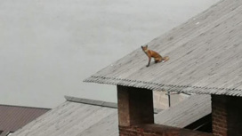 Зверь на крыше: в Нижегородском кремле поселилось семейство лис