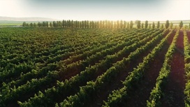 В Дагестане посадят 919 га виноградников