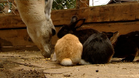 В Иркутском зоосаде кролики помогают ламе пережить стресс от переезда