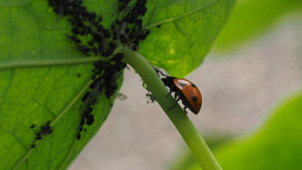 "Запах страха" защитит сады и посевы от вредителей