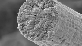 Из молекул титина, собранных бактериями, ученые получили жёсткие, прочные и гибкие волокна.