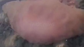Гигантскую медузу нашли у берега в Приморье