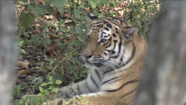 Хищник чувствует безопасность: в нацпарке "Бикин" обитают уже 70 тигров