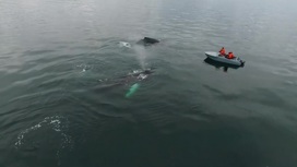 Зоологи изучают реакцию китов и косаток на посторонний шум