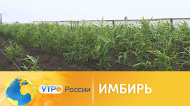 В Астраханской области собрали богатый урожай имбиря